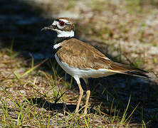 Killdeer