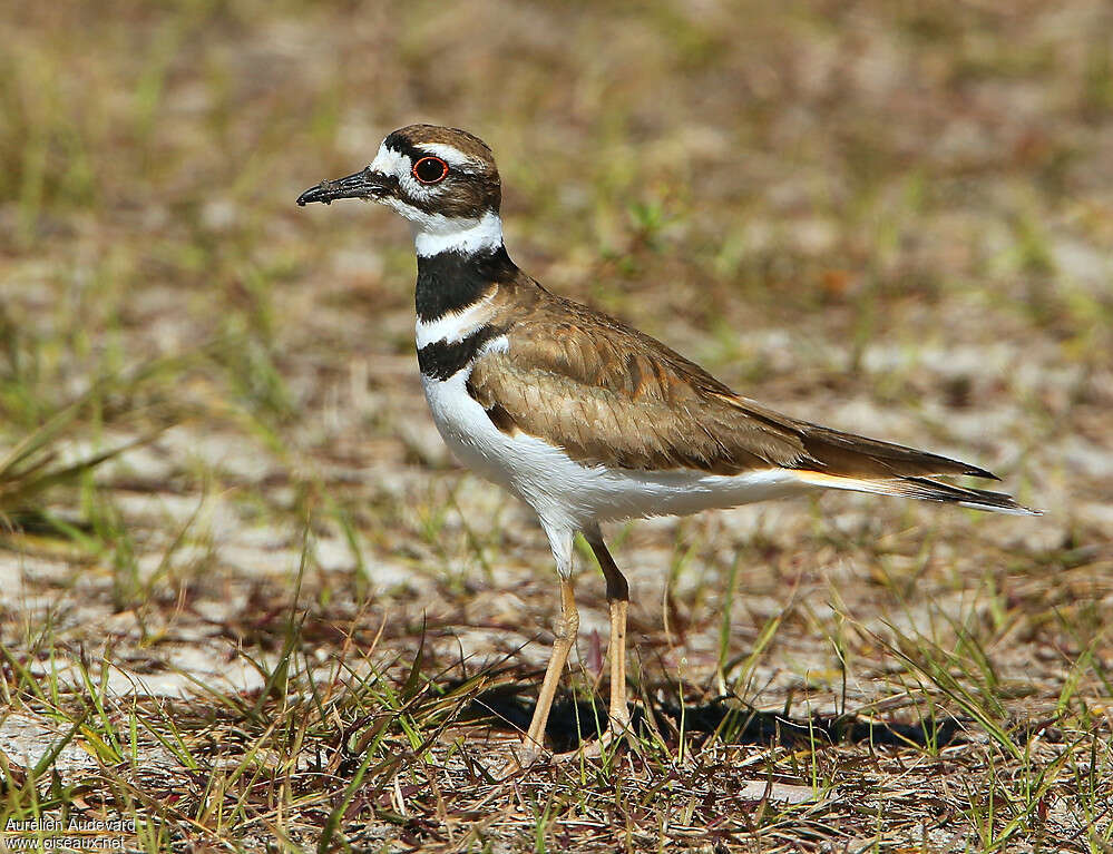 Gravelot kildiradulte nuptial, identification