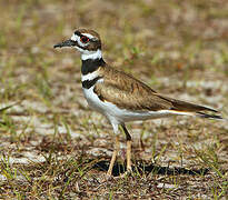 Killdeer