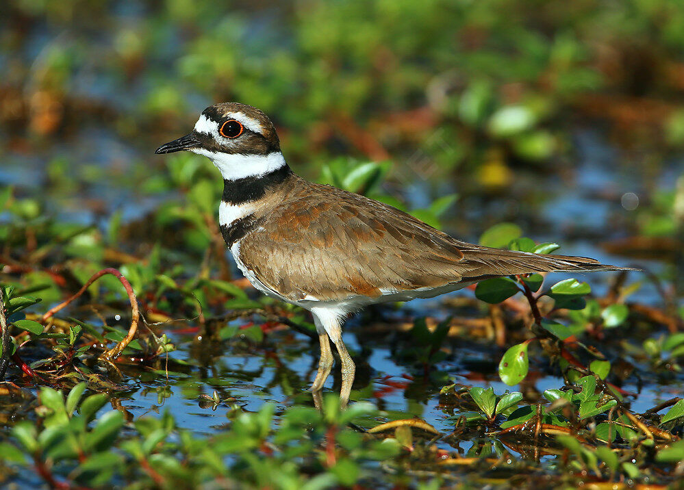 Gravelot kildiradulte nuptial, identification, habitat