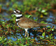 Killdeer