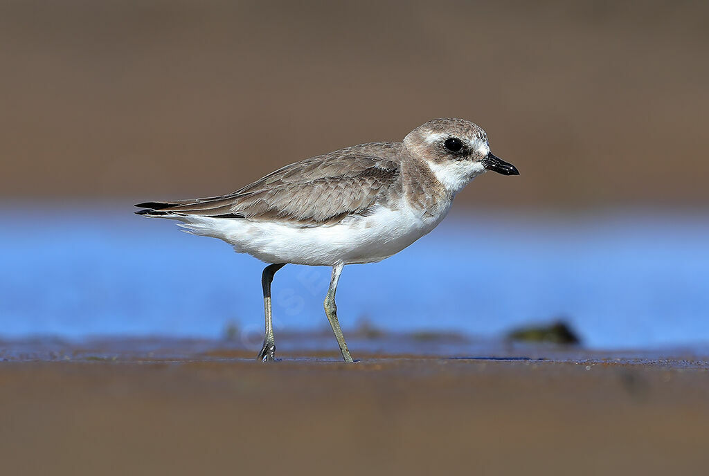 Lesser Sand Plover, identification