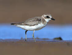 Siberian Sand Plover