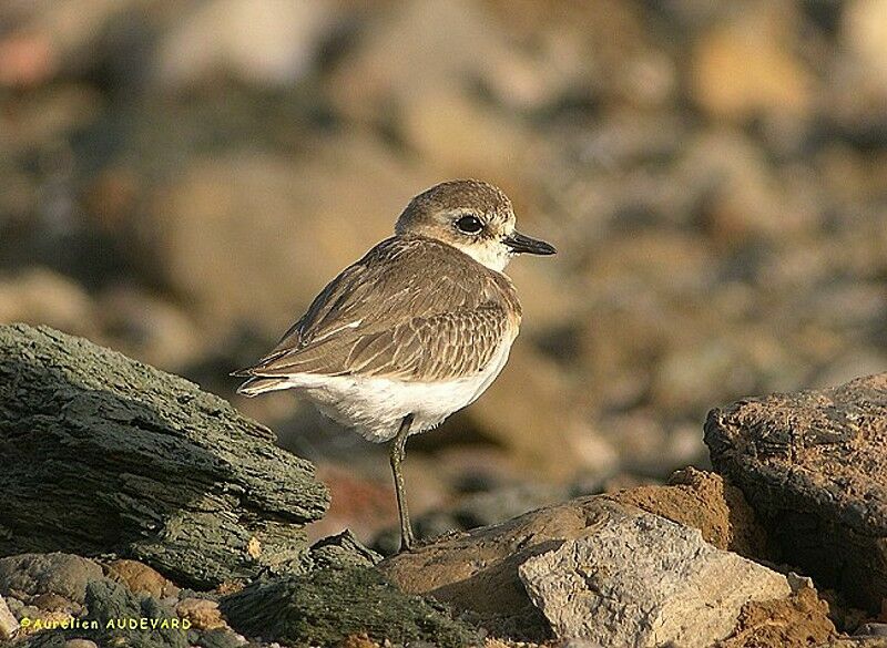 Lesser Sand Plover