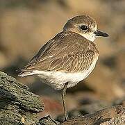 Siberian Sand Plover