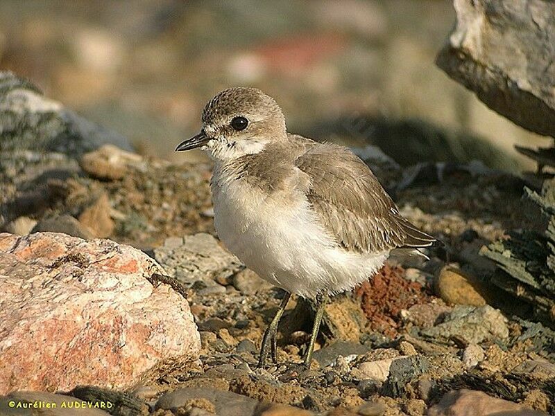 Siberian Sand Plover, identification