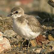 Siberian Sand Plover