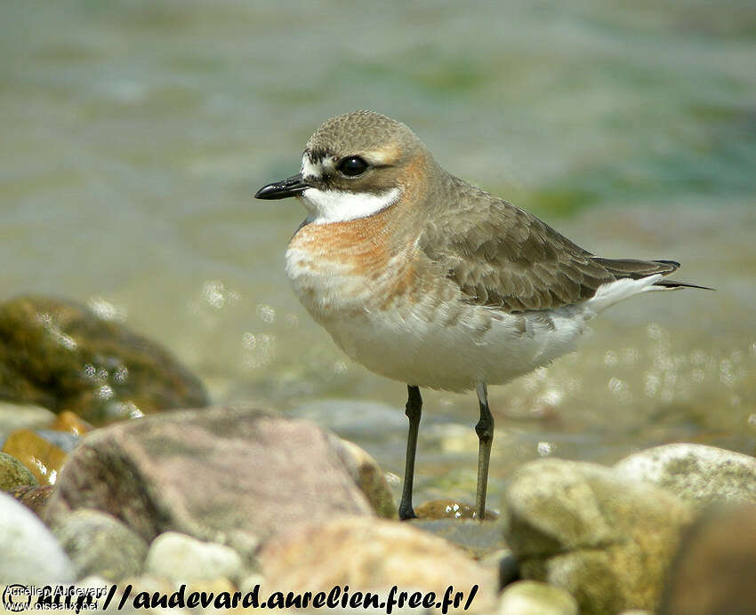 Siberian Sand Plover female adult breeding, close-up portrait