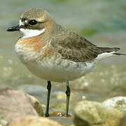 Siberian Sand Plover