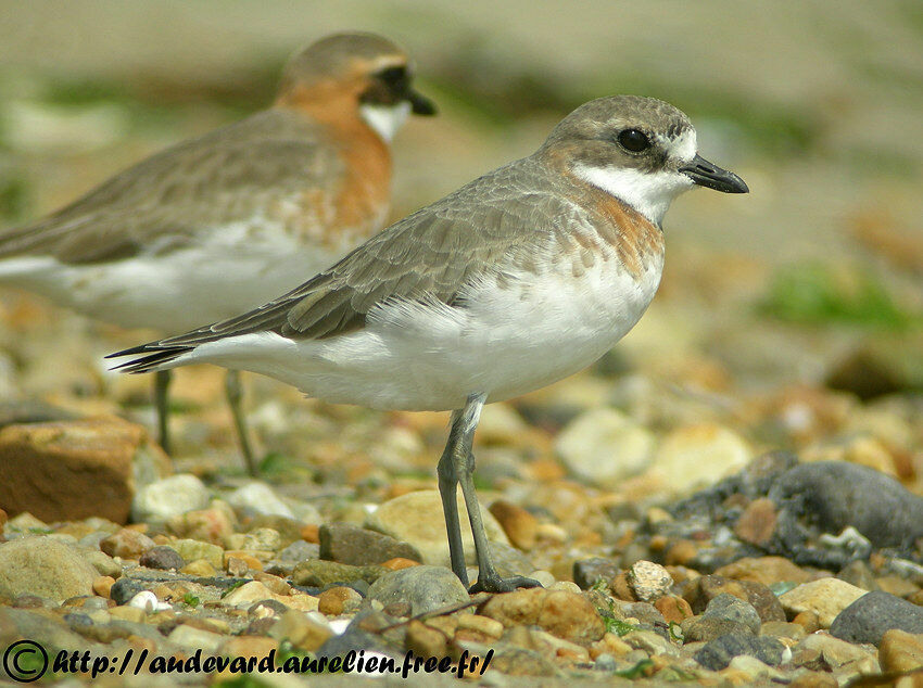 Lesser Sand Plover