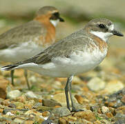 Siberian Sand Plover