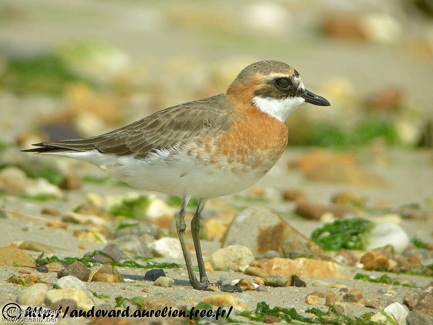 Lesser Sand Plover female adult breeding, identification