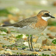 Lesser Sand Plover