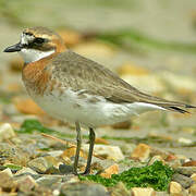 Siberian Sand Plover