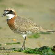 Siberian Sand Plover