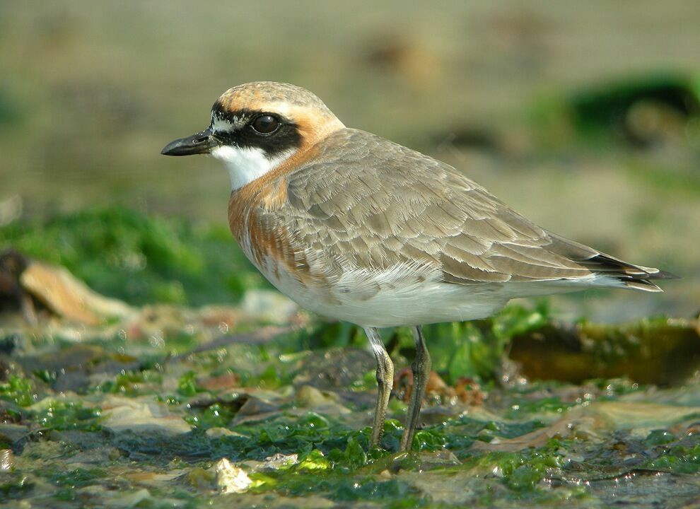 Lesser Sand Plover, identification