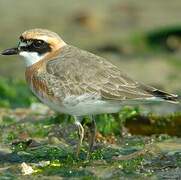 Lesser Sand Plover