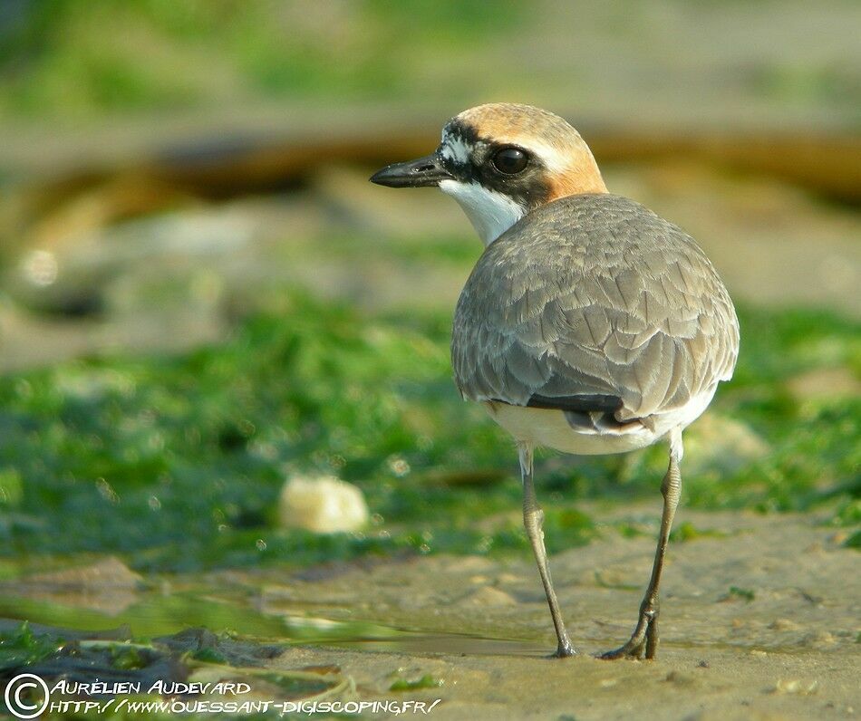 Siberian Sand Ploveradult breeding, identification