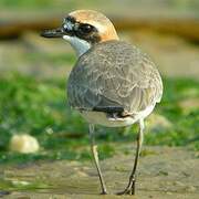 Siberian Sand Plover