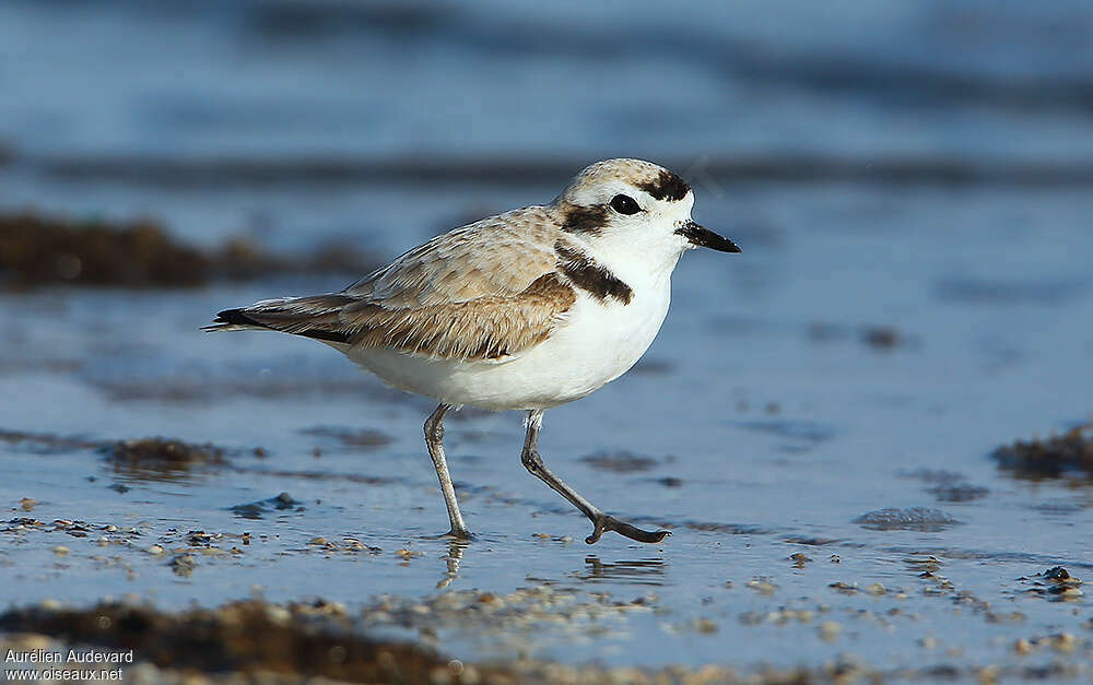 Snowy Plover, identification