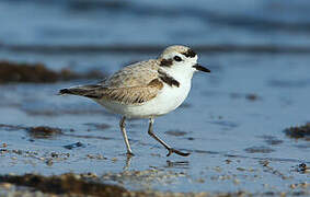 Snowy Plover