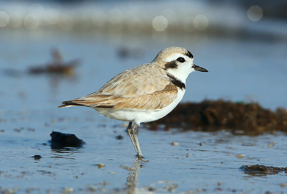 Snowy Plover