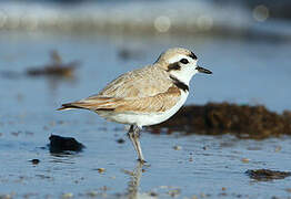 Snowy Plover