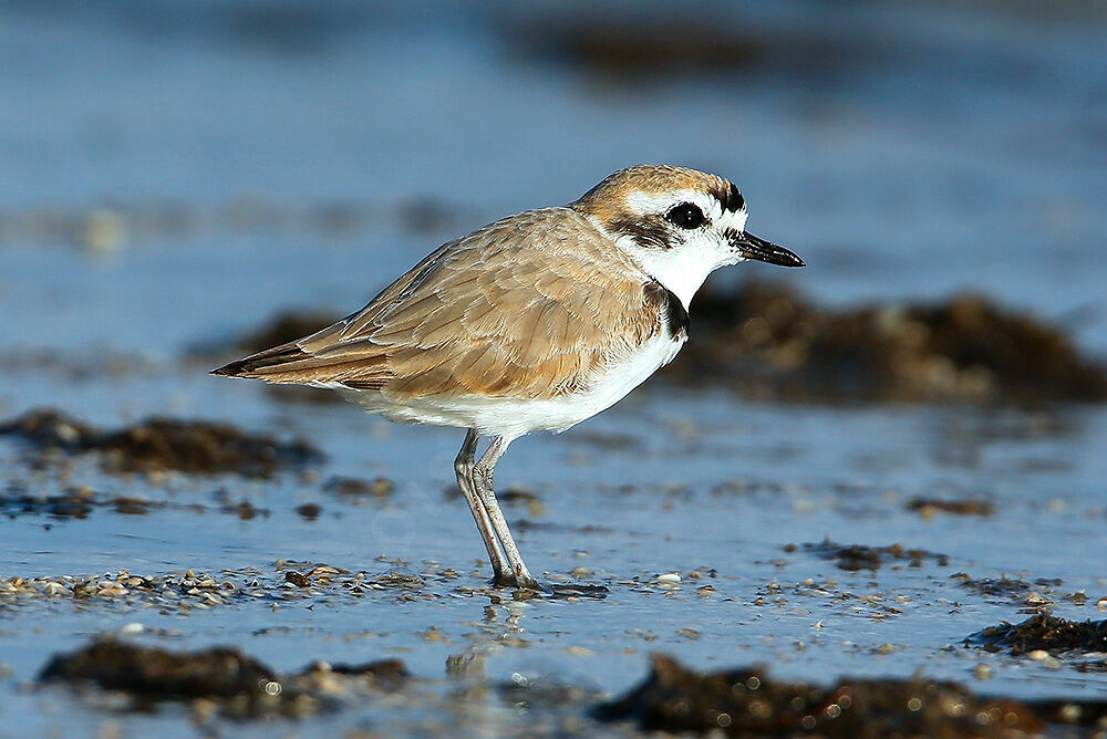 Snowy Plover male adult breeding, identification