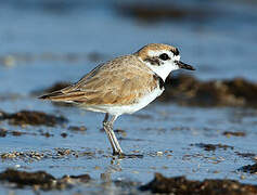 Snowy Plover