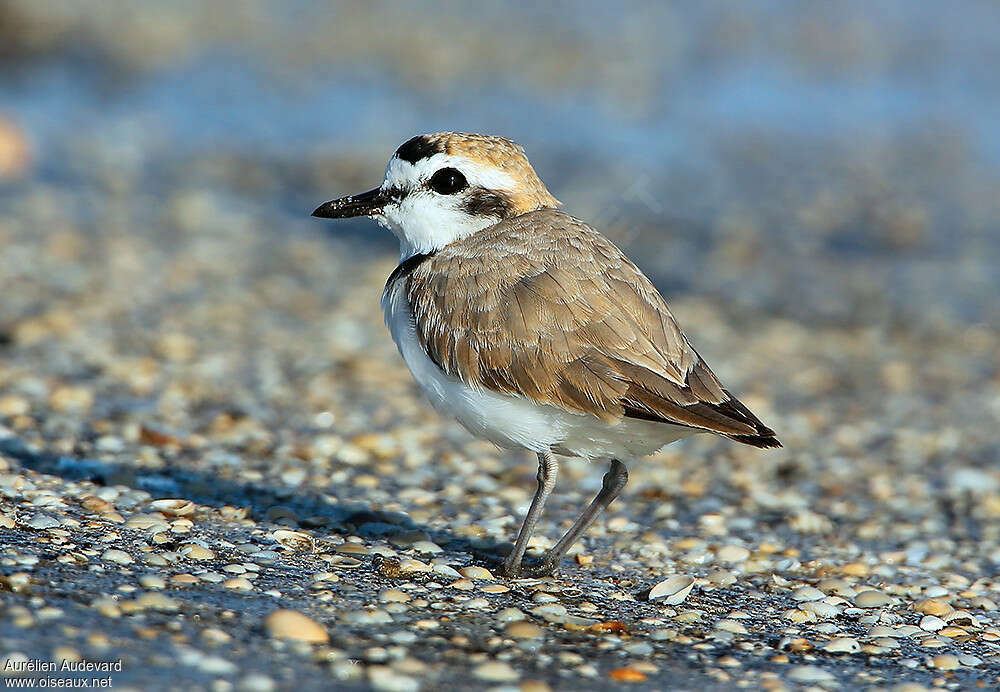 Snowy Plover male adult breeding, identification