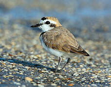 Snowy Plover