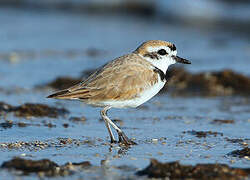 Snowy Plover