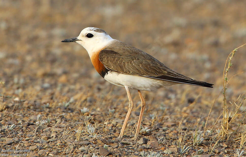 Oriental Plover male adult breeding, habitat, pigmentation