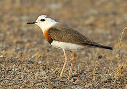 Oriental Plover