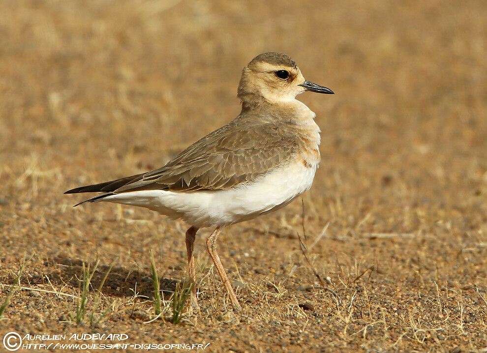 Oriental Plover female adult breeding, identification