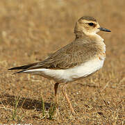 Oriental Plover