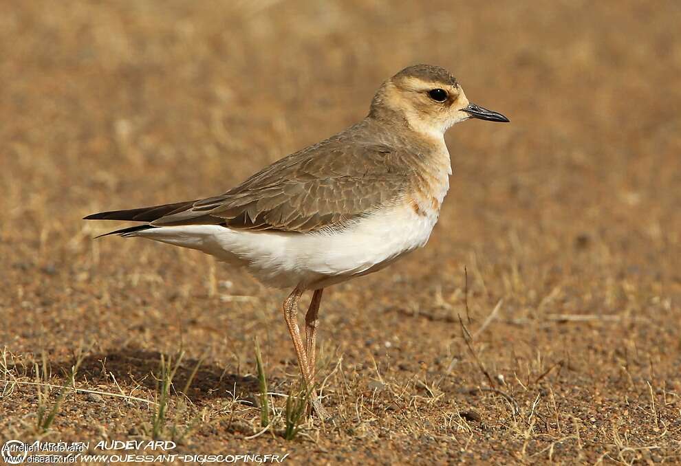 Oriental Plover female adult breeding, identification, Behaviour