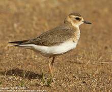 Oriental Plover