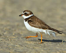 Semipalmated Plover