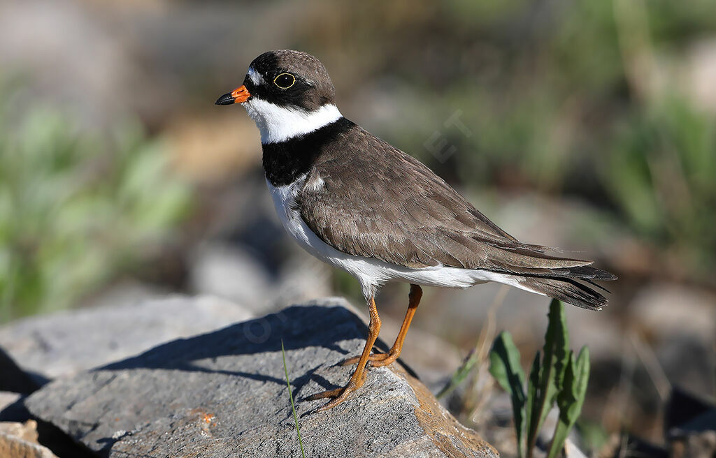 Semipalmated Plover