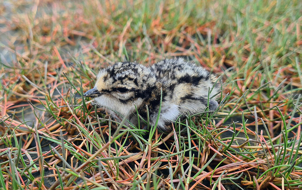 Semipalmated PloverPoussin, identification, Reproduction-nesting