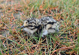 Semipalmated Plover