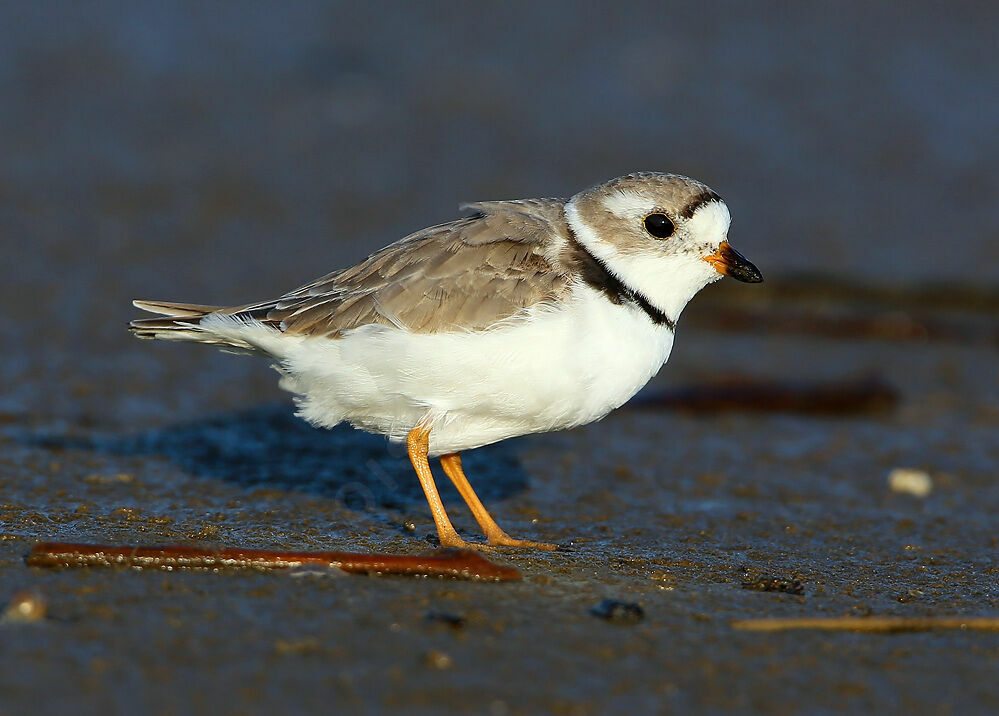 Piping Ploveradult breeding, identification