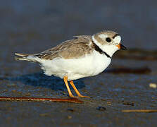 Piping Plover