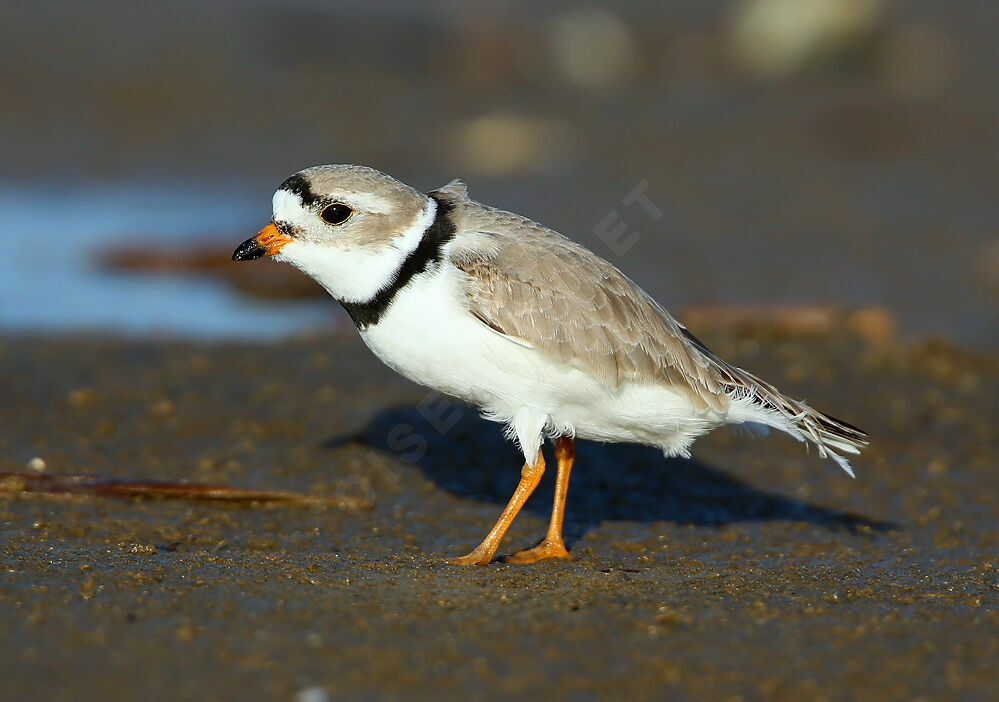 Piping Ploveradult breeding, identification