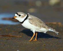 Piping Plover