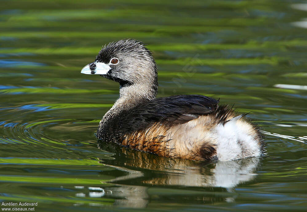 Pied-billed Grebeadult breeding, identification