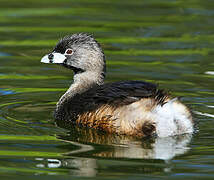 Pied-billed Grebe