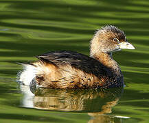 Pied-billed Grebe