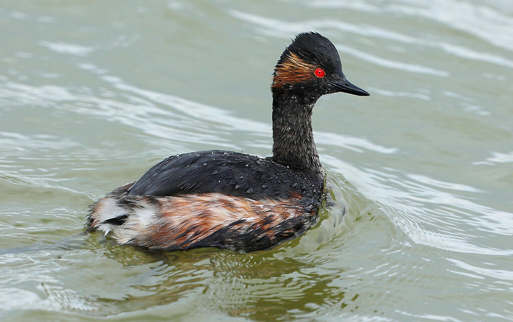 Black-necked Grebeadult breeding